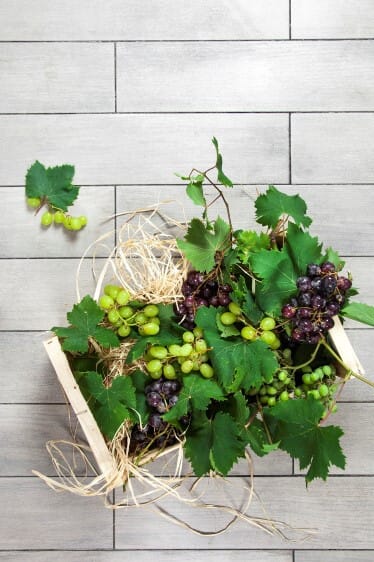 Ingrediente Rei – UVA