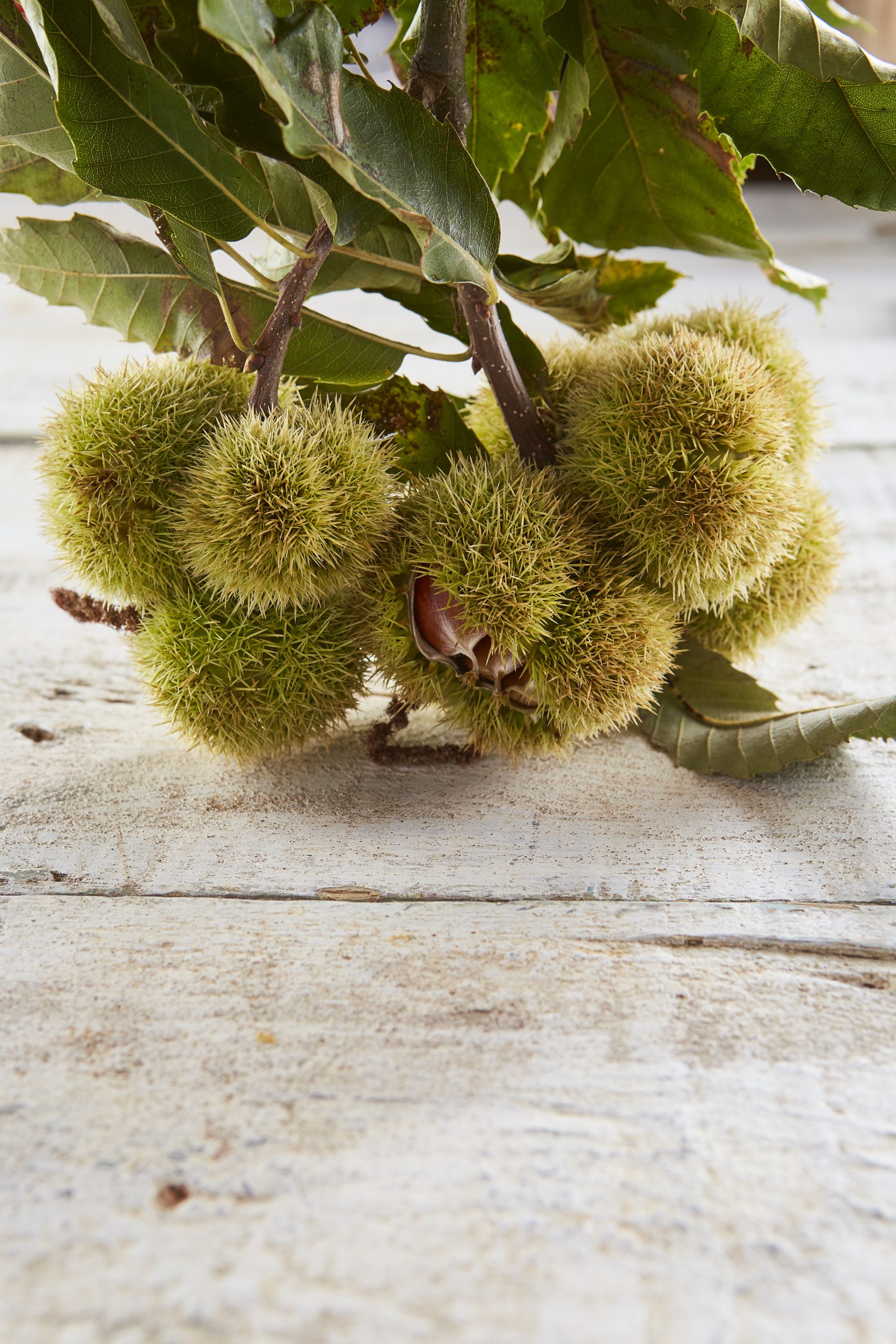Castanhas – VeggieFlavours